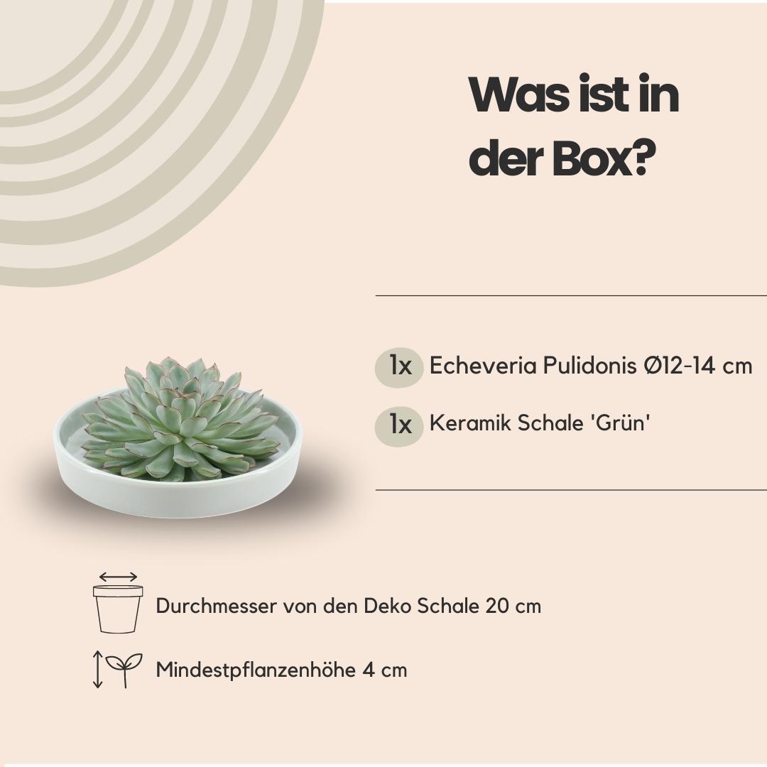 Succulent Echeveria Pulidonis in schaal groen - ↨5cm - Ø20cm