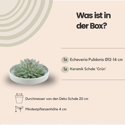 Succulent Echeveria Pulidonis in schaal groen - ↨5cm - Ø20cm