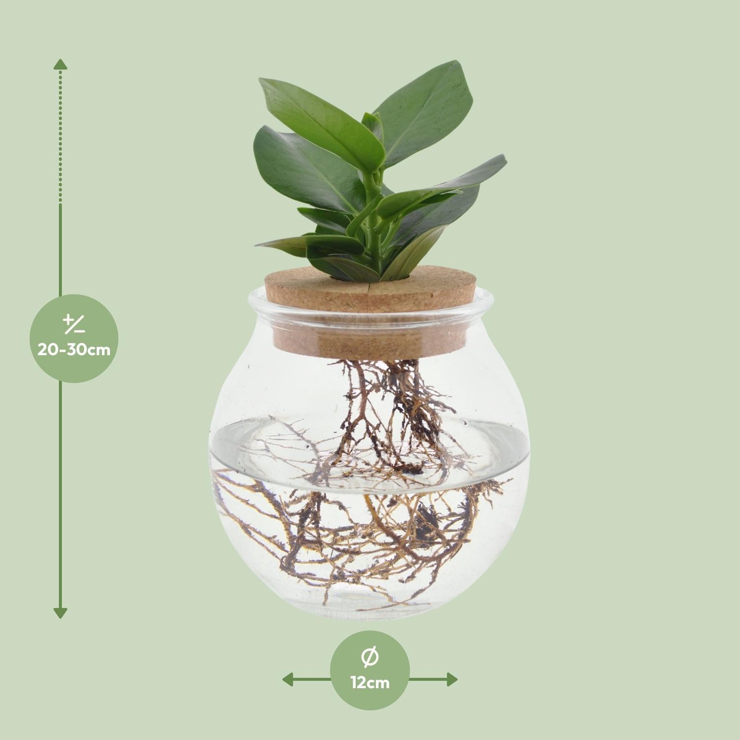 Clusia in bolglas + klikkurk - ↨30cm - Ø12cm