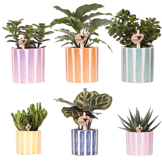 Mix van 6 groene planten + sierpotten - potmaat Ø9cm & Ø6cm