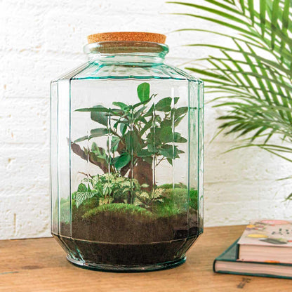 DIY Terrarium Botanical garden XL - ↨35cm - Ø25cm