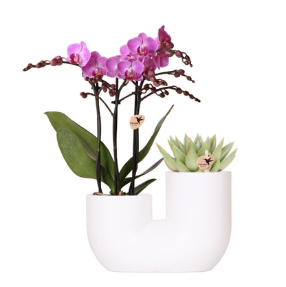 Roze orchidee Vienna en succulent in Tube sierpot wit - Ø9cm
