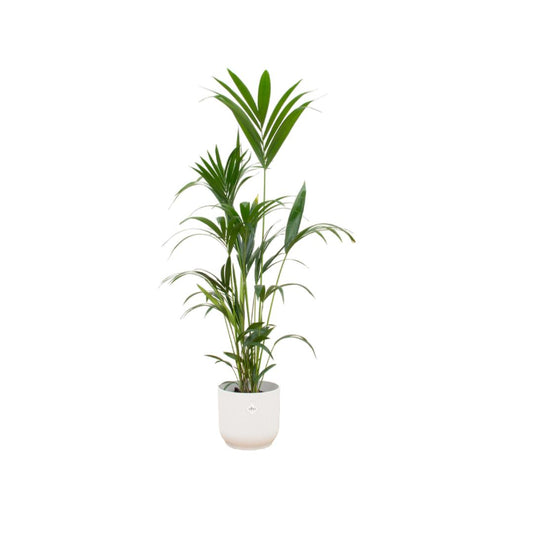 Kentia palm - incl. bloempot Wit - ↨160cm - Ø30cm