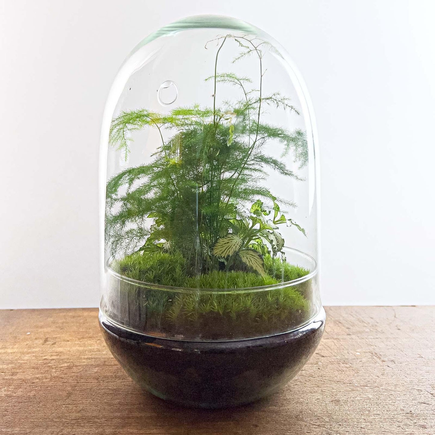DIY terrarium Egg XL - ↨30cm - Ø17cm