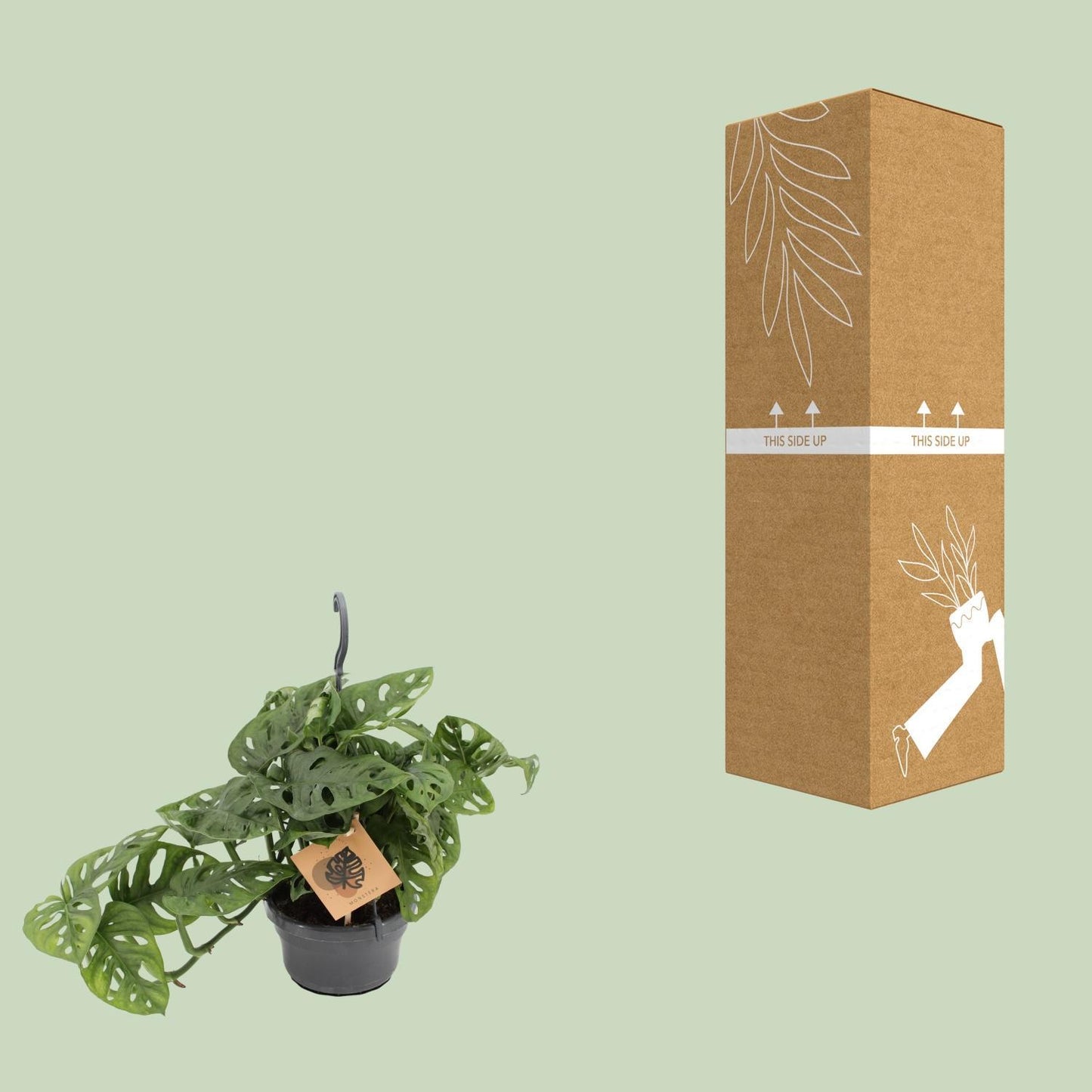Monstera Monkey - ↨30cm - Ø14cm