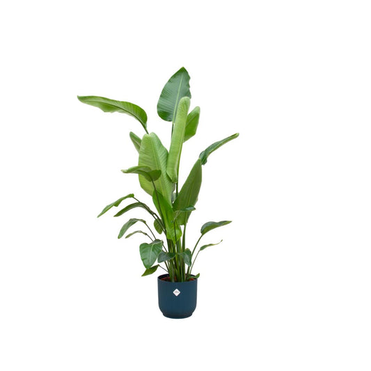 Strelitzia Nicolai - incl. bloempot Blauw - ↨160cm - Ø30cm