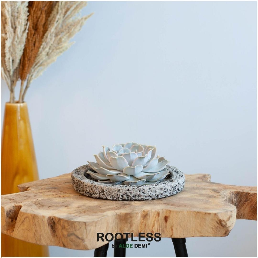 Succulent Echeveria Lilacina in schaal Concrete - ↨5cm - Ø20cm