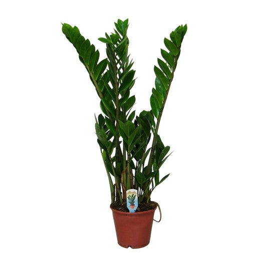 Zamioculcas Zamiifolia - ↨30cm - Ø14cm