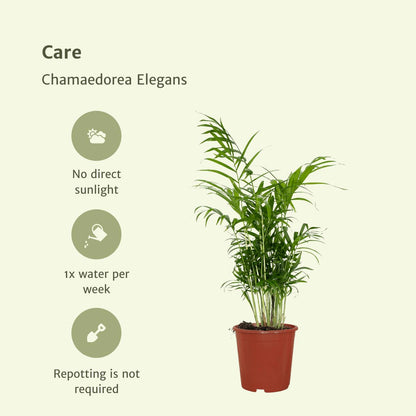 Chamaedorea Elegans (Mexicaanse Bergpalm) - 2 stuks - ↨55cm -Ø17cm