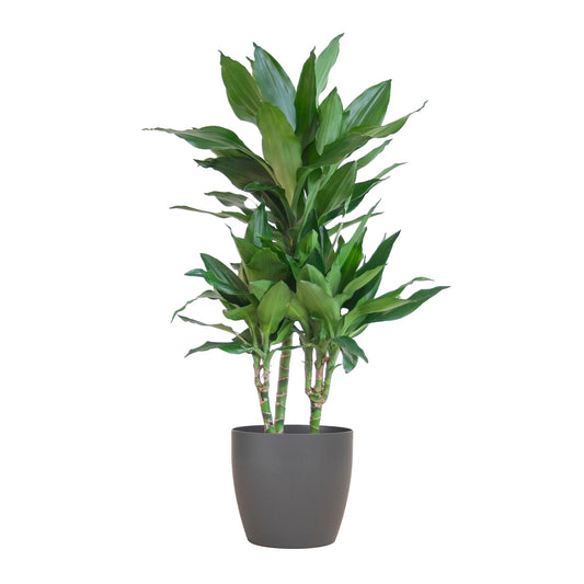 Dracaena Janet Lindt incl. Viber grijs pot - ↨195cm - Ø21cm