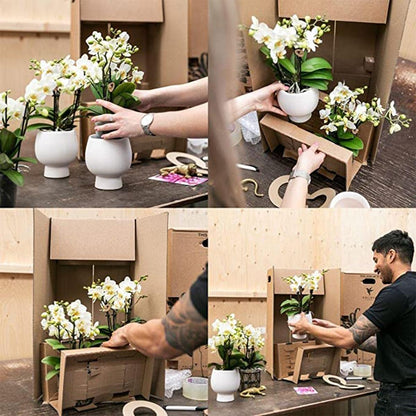 Rode phalaenopsis orchidee - Congo - Ø9cm