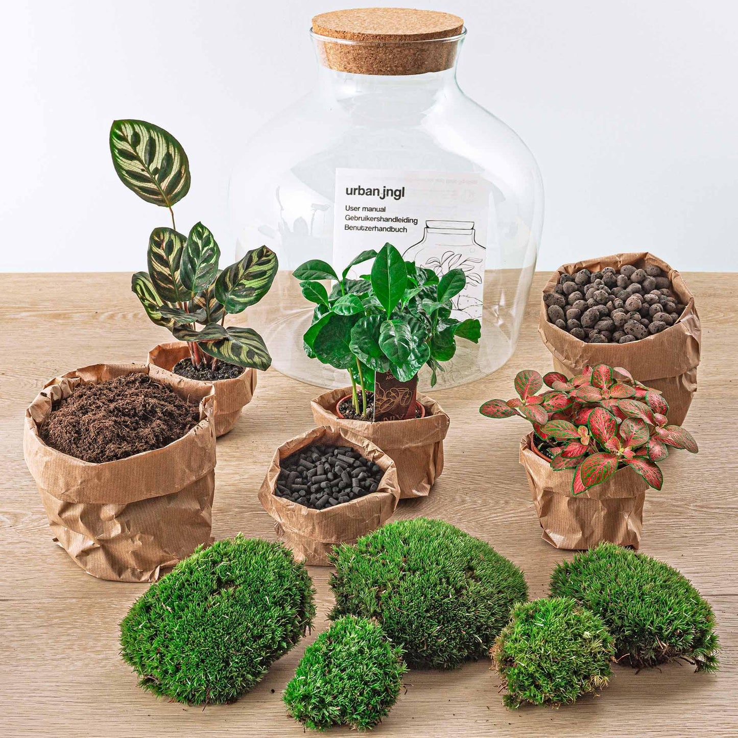 DIY terrarium Fat Joe Coffea - ↨30cm - Ø29cm