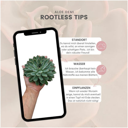 ROOTLESS Succulent Echeveria Pulidonis - ↨5cm - Ø12-14cm