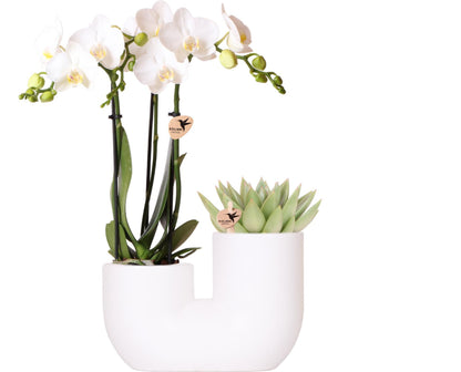 Witte orchidee Amabilis en succulent in Tube sierpot wit - Ø9cm