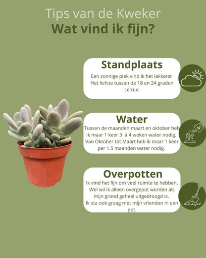 Succulenten mix 3 stuks - ↨16-22cm - Ø12cm