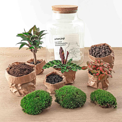 DIY terrarium Milky Palm - ↨30cm - Ø21cm