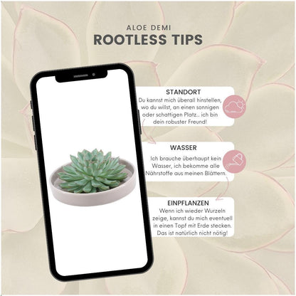 Succulent Echeveria Pulidonis in schaal taupe - ↨5cm - Ø20cm