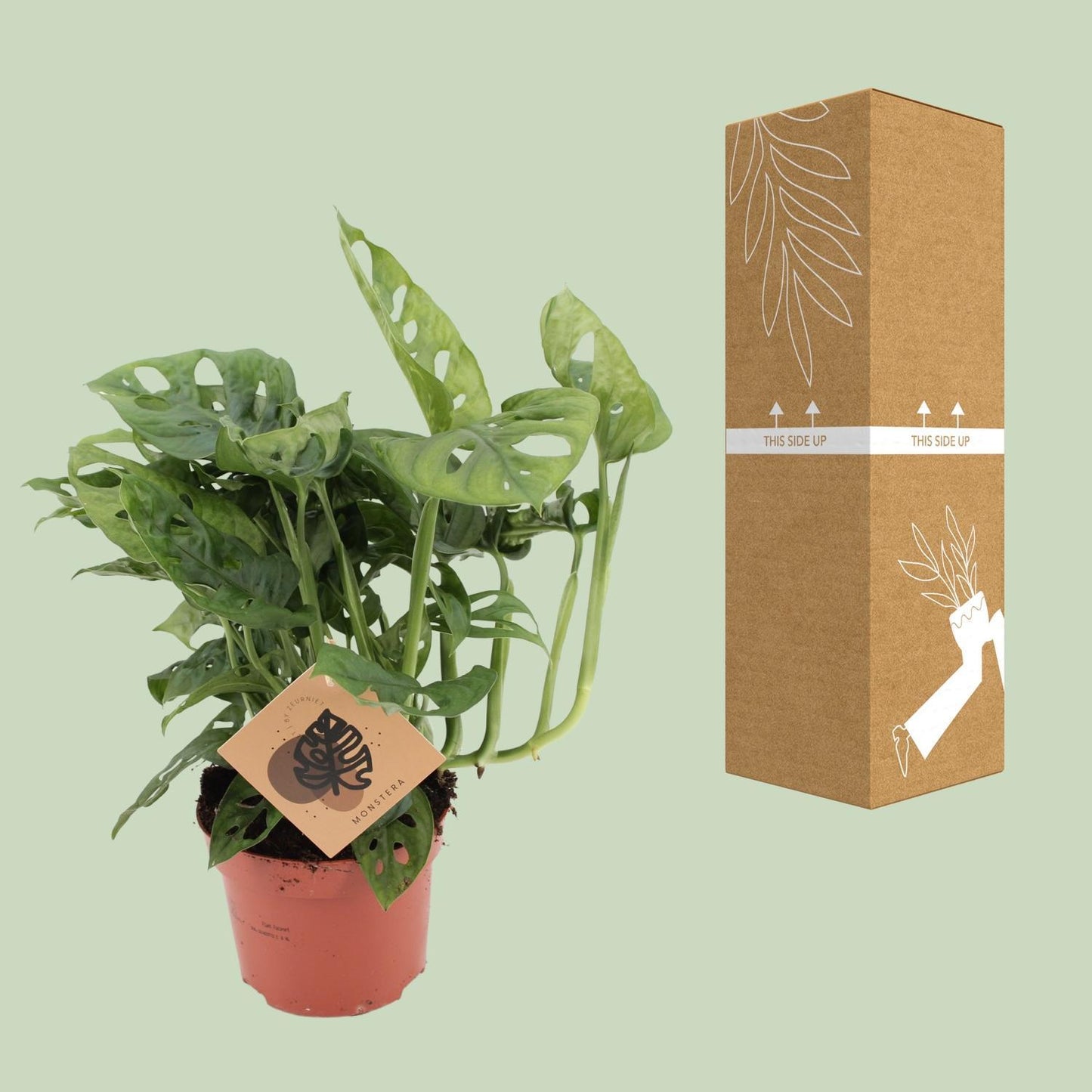 Monstera Monkey - ↨30cm - Ø12cm
