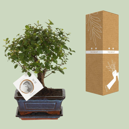 Bonsai - ↨30cm - Ø15