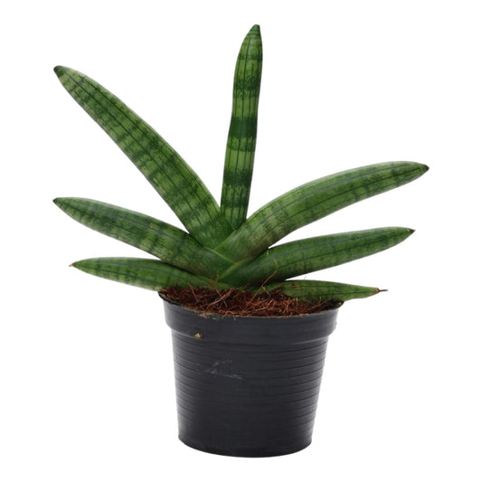 Sansevieria Skyline - ↨25cm - Ø10,5cm