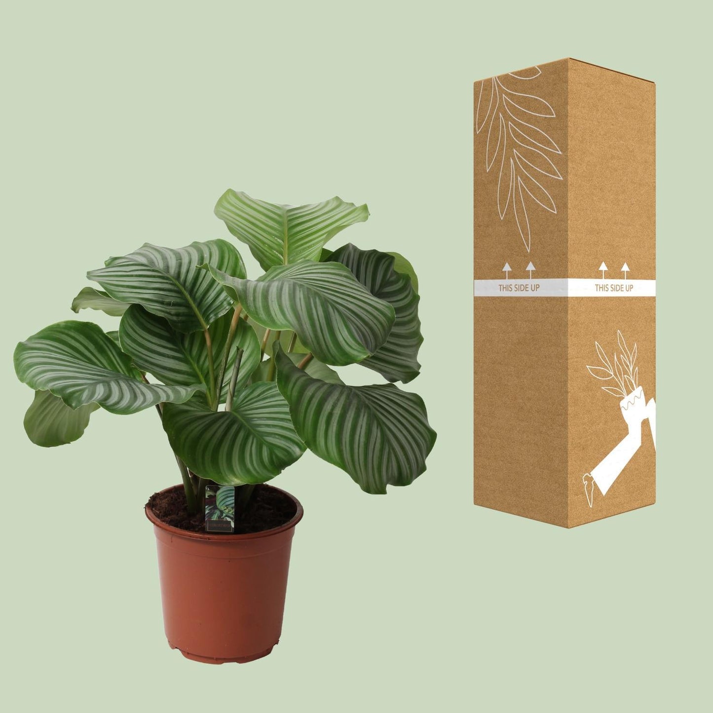 Calathea Orbifolia - ↨50cm - Ø21cm