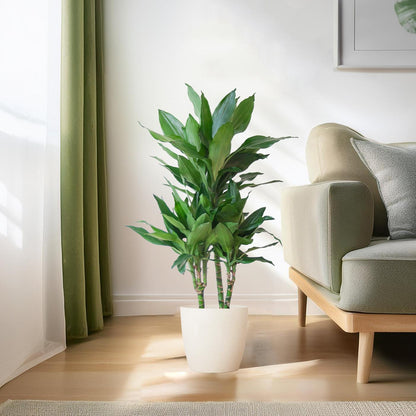 Dracaena Janet Lindt incl. Viber wit - 95cm - Ø21cm