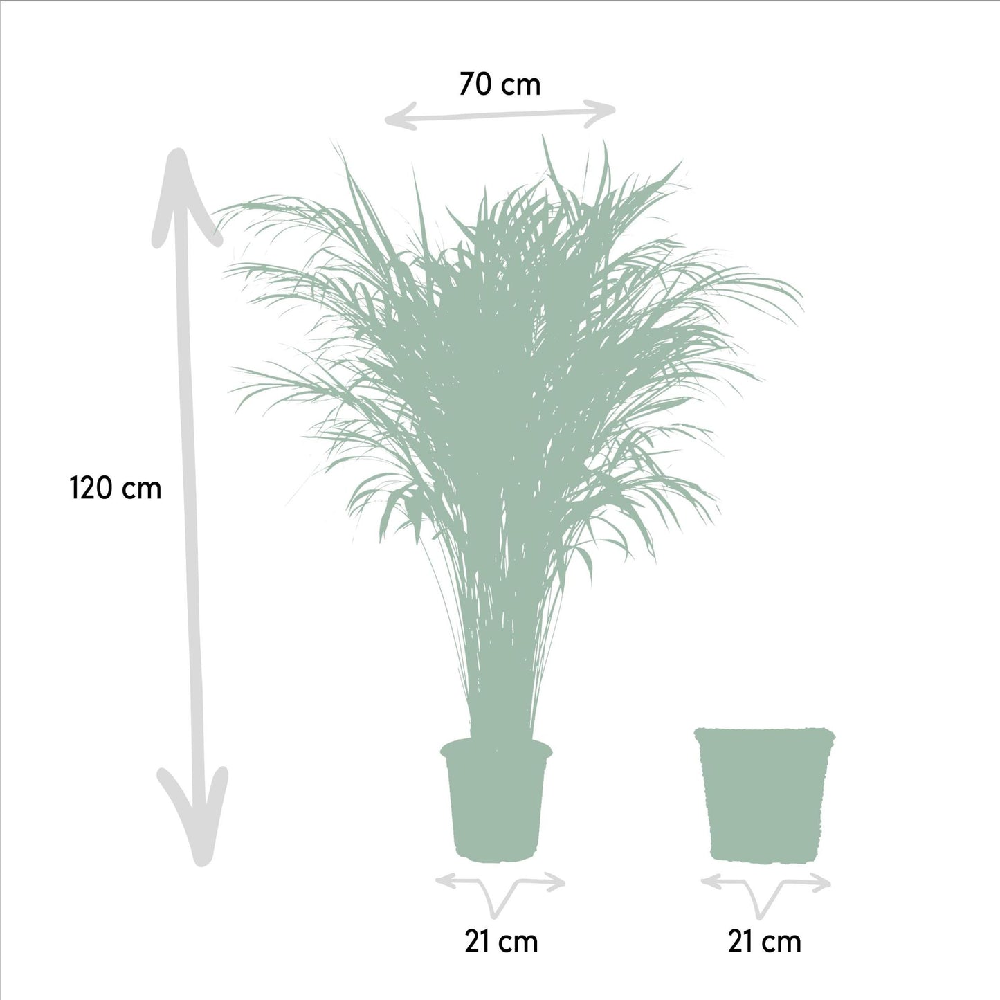 Areca palm met mand - ↨110cm -Ø21cm