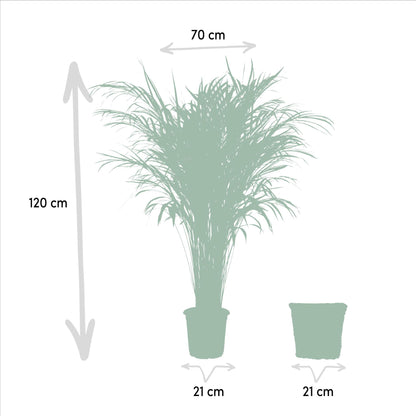 Areca palm met mand - ↨110cm -Ø21cm