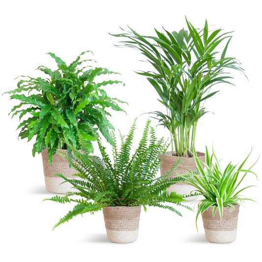 Diervriendelijke plantenset - incl. Lissabon mand