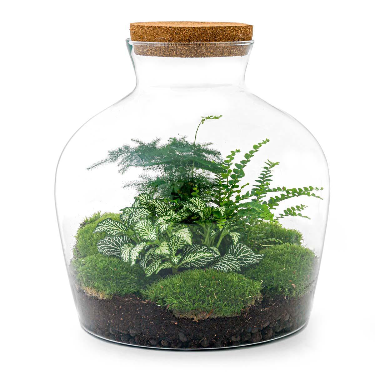DIY terrarium Fat Joe Groen - ↨30cm - Ø29cm