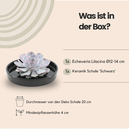 Succulent Echeveria Lilacina in schaal zwart - ↨5cm - Ø20cm