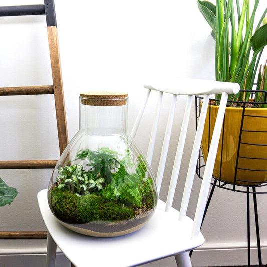 DIY terrarium Sam XL - ↨35 cm - Ø30cm