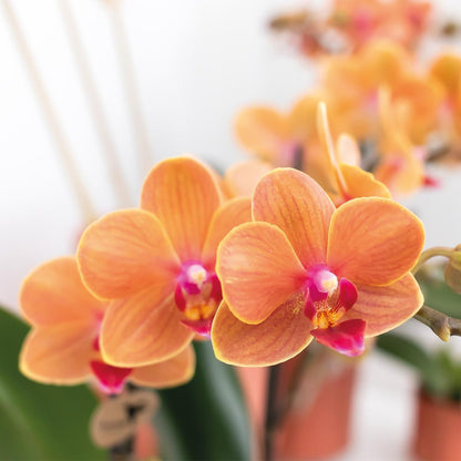 Oranje phalaenopsis orchidee - Mineral Bolzano - Ø9cm