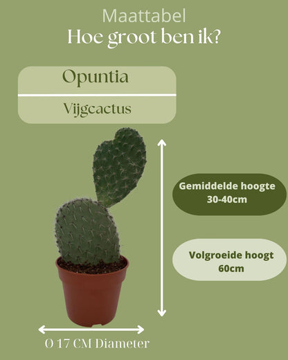 Cactus - Opuntia Vijgcactus - ↨30-40cm - Ø17cm