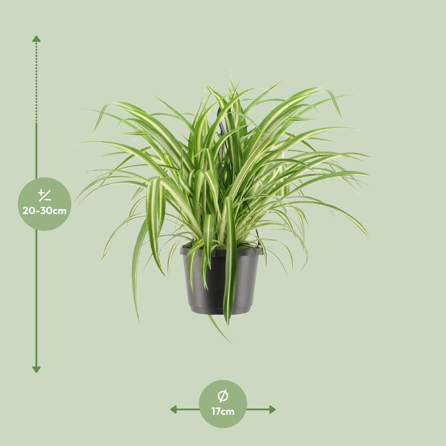 Chlorophytum Comosum Variegatum - ↨30cm - Ø17cm