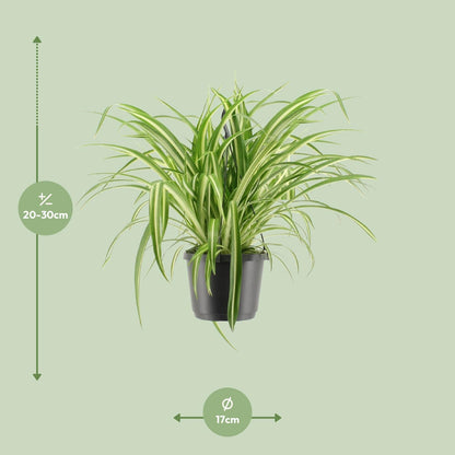 Chlorophytum Comosum Variegatum - ↨30cm - Ø17cm