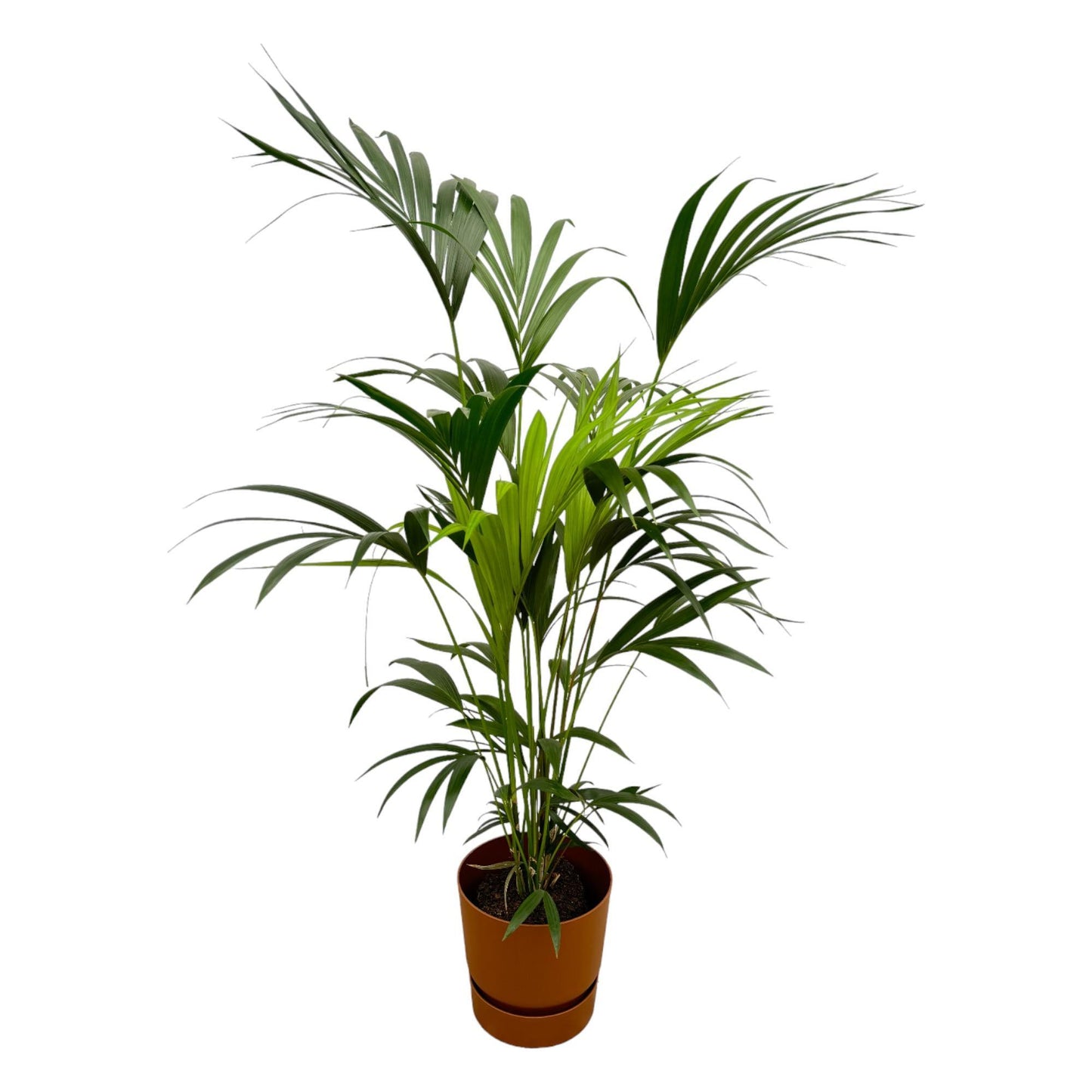 Kentia palm - incl. bloempot Bruin - ↨160cm - Ø24cm