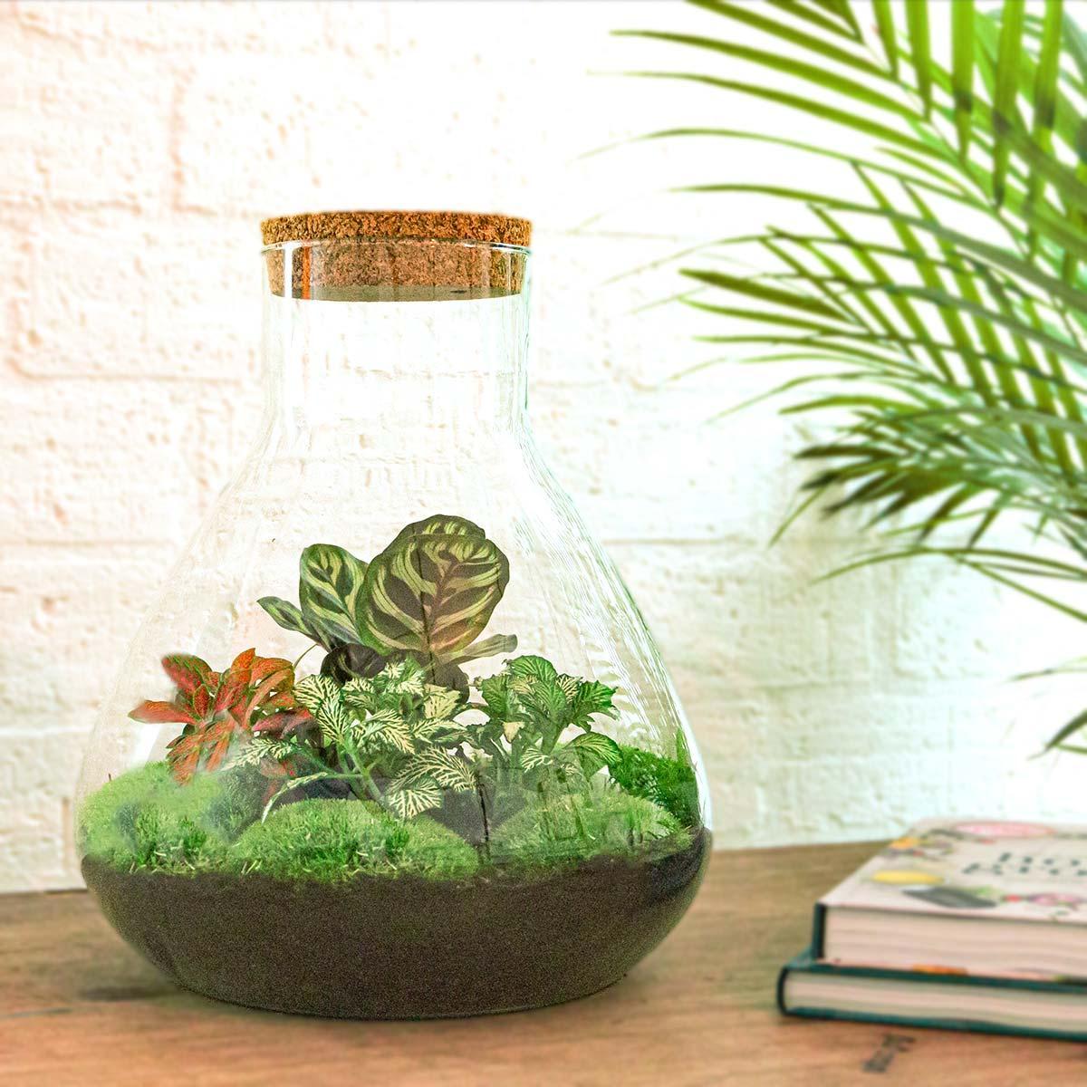 DIY terrarium Sam XL Rood - ↨35cm - Ø30cm