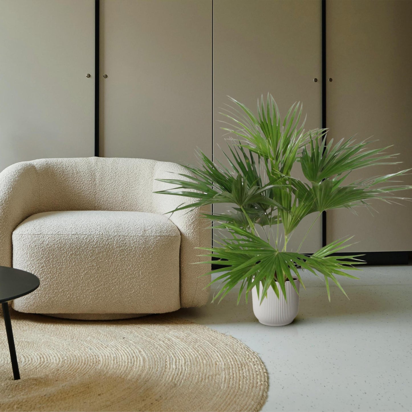 Livistona Chinensis - ↨150cm - Ø27cm