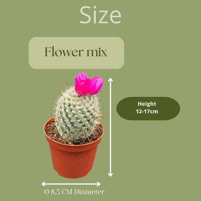 Cactus mix kunstbloemen 3 stuks - ↨10-15cm - Ø8.5cm