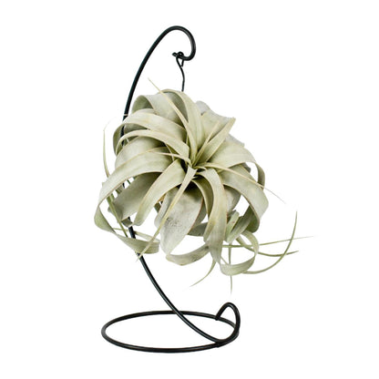 Tillandsia King Xero - ↨23cm - Ø12