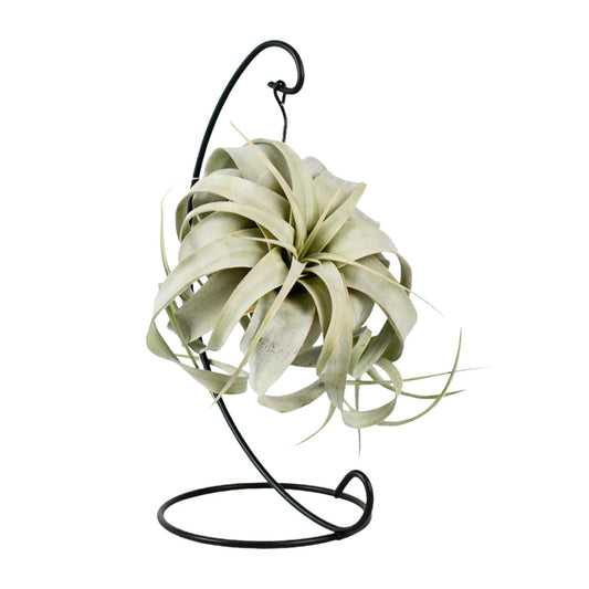 Tillandsia King Xero - ↨23cm - Ø12