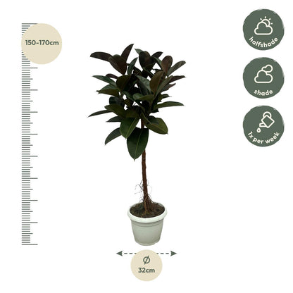 Ficus Elastica Robusta stam - ↨140cm - Ø27cm
