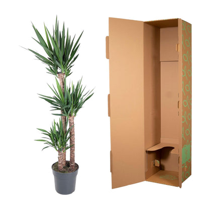 Yucca Elephantipe - ↨170cm - Ø31cm