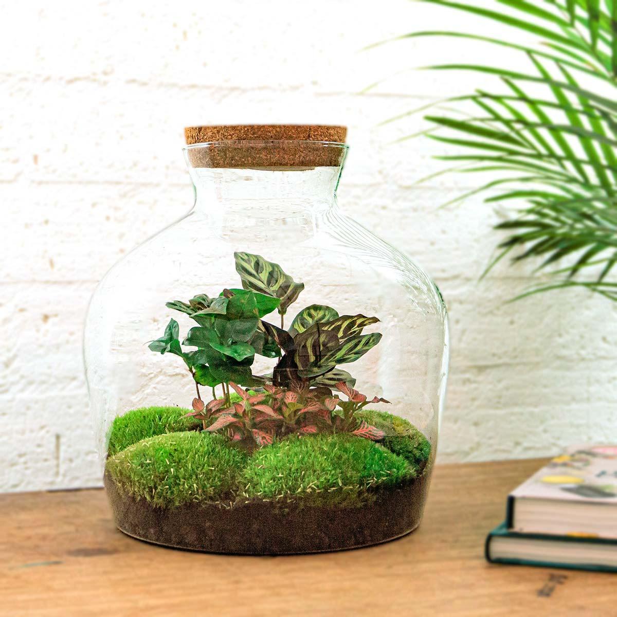 DIY terrarium Fat Joe Coffea - ↨30cm - Ø29cm