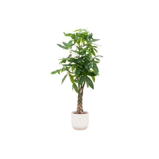 Pachira Aquatica - incl. bloempot Wit - ↨160cm - Ø30cm