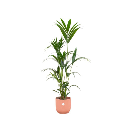 Kentia palm - incl. bloempot Roze - ↨160cm - Ø30cm