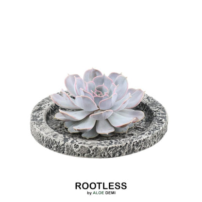 Succulent Echeveria Lilacina in schaal Concrete - ↨5cm - Ø20cm
