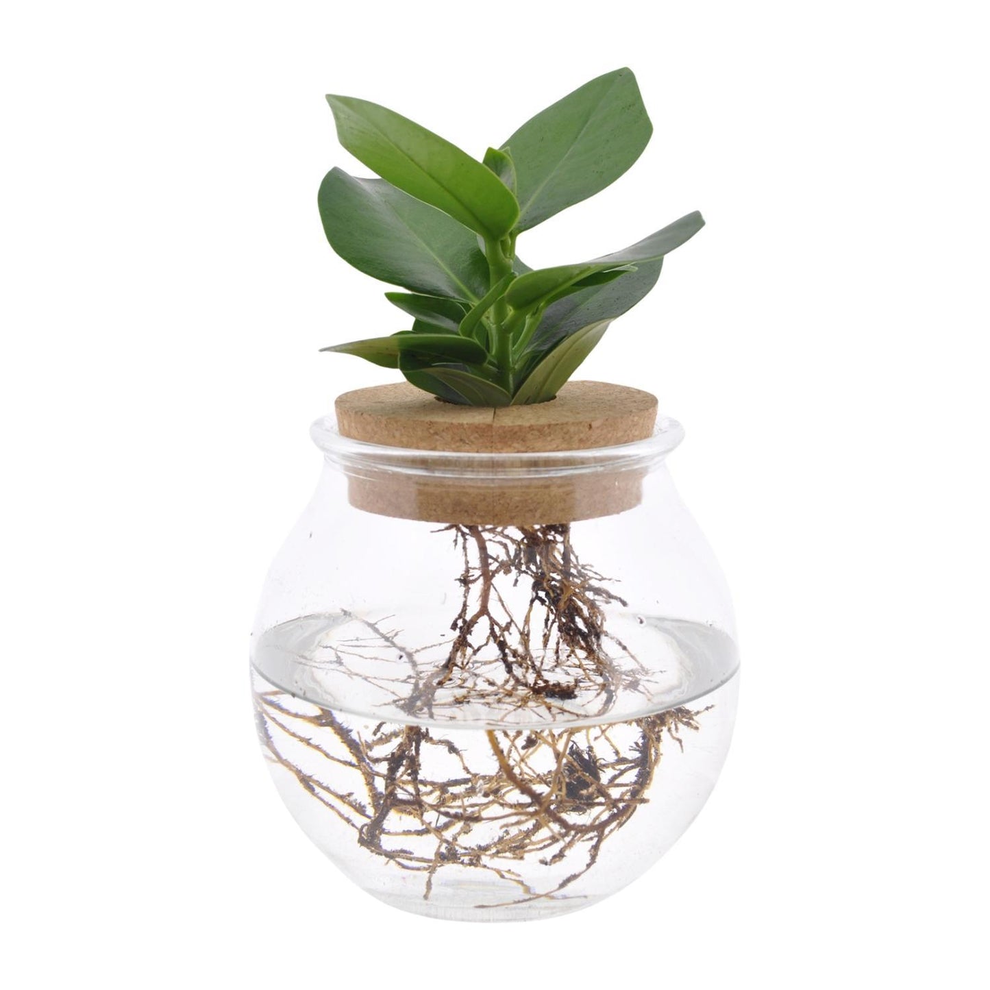 Clusia in bolglas + klikkurk - ↨30cm - Ø12cm