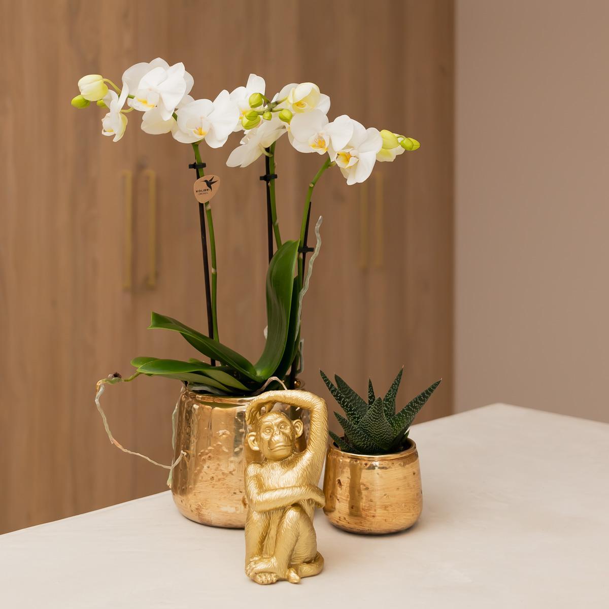 Witte Phalaenopsis orchidee - Ø9cm